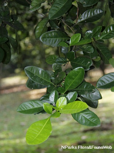 Limón Ornamental - Vista 2